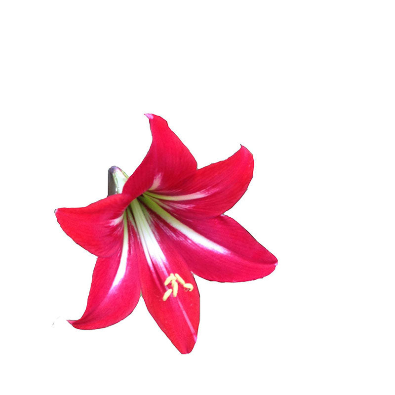 Make a Flower Brooch- Kit 1 pin